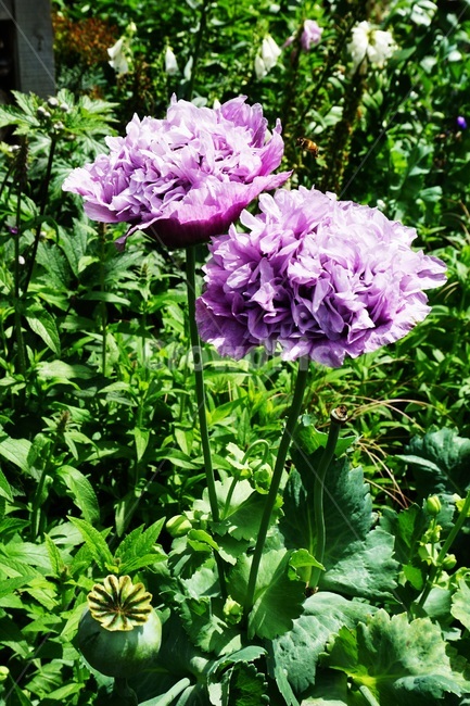보라꽃,꽃,blossom,flower,plant
