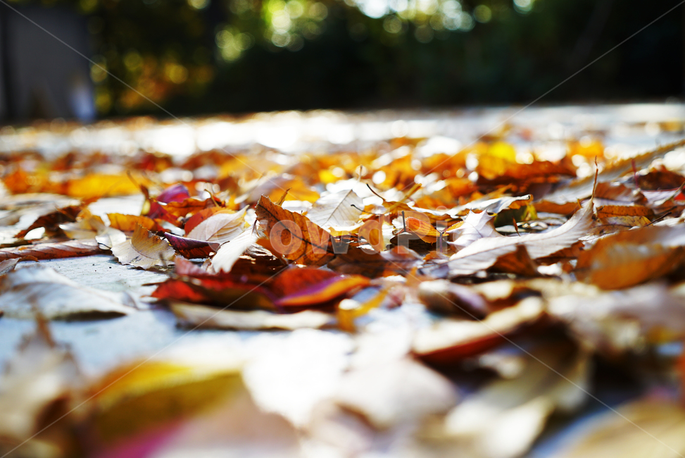 가을,낙엽,산책,공원,분위기,가을,계절,fall,autumn,season,식물,자연,plants,nature,plant,leaf,잎,tree,나무