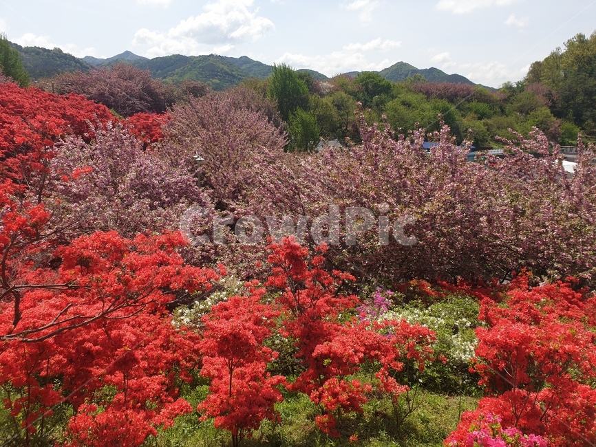 꽃,겹벚꽃,왕벚꽃,철쭉,완산공원,꽃동산