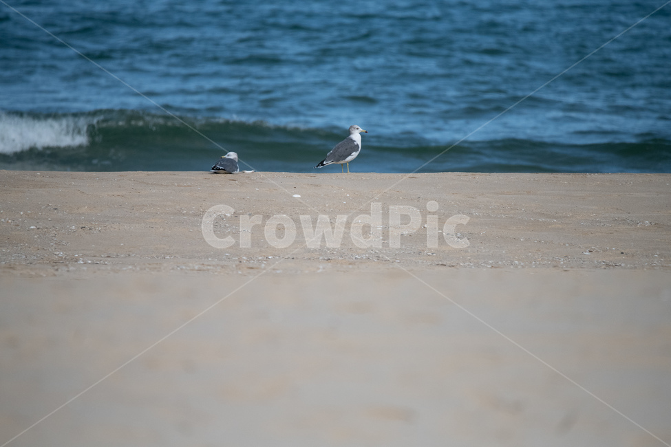 갈매기,바다,모래,파도,해변,해변,바다,beach,sea,동물,animal,조류,새,birds