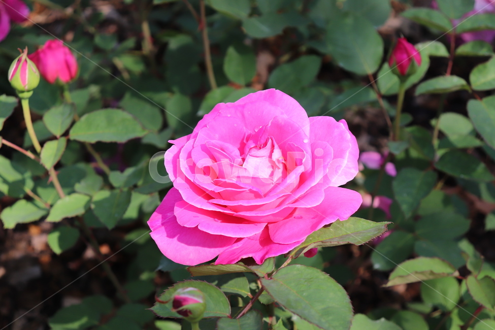장미,rose,flower,꽃,blossom,식물,plant