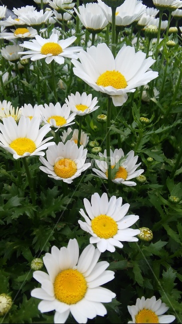 구절초,꽃,자연,감성,flower