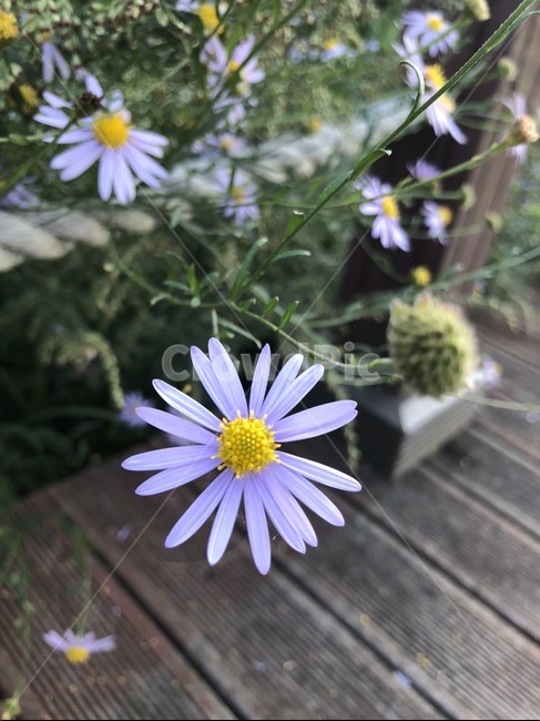 꽃,보라,보라꽃,길,들꽃,식물,자연,plants,nature,꽃,flower