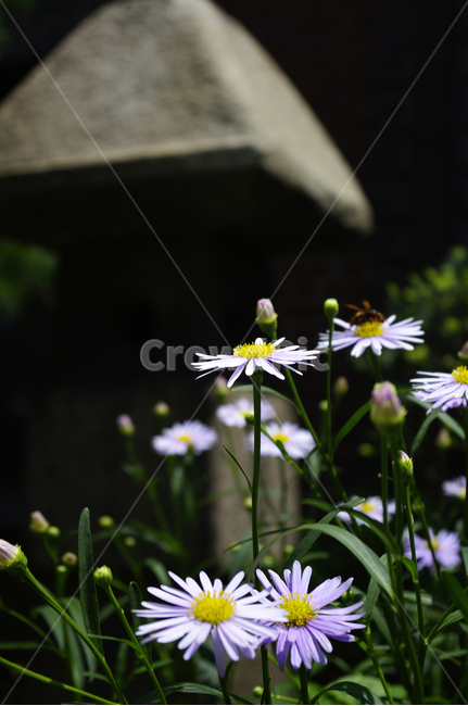 벌개미취,꽃,식물,flower,plant,식물,자연,plants,nature,꽃,flower
