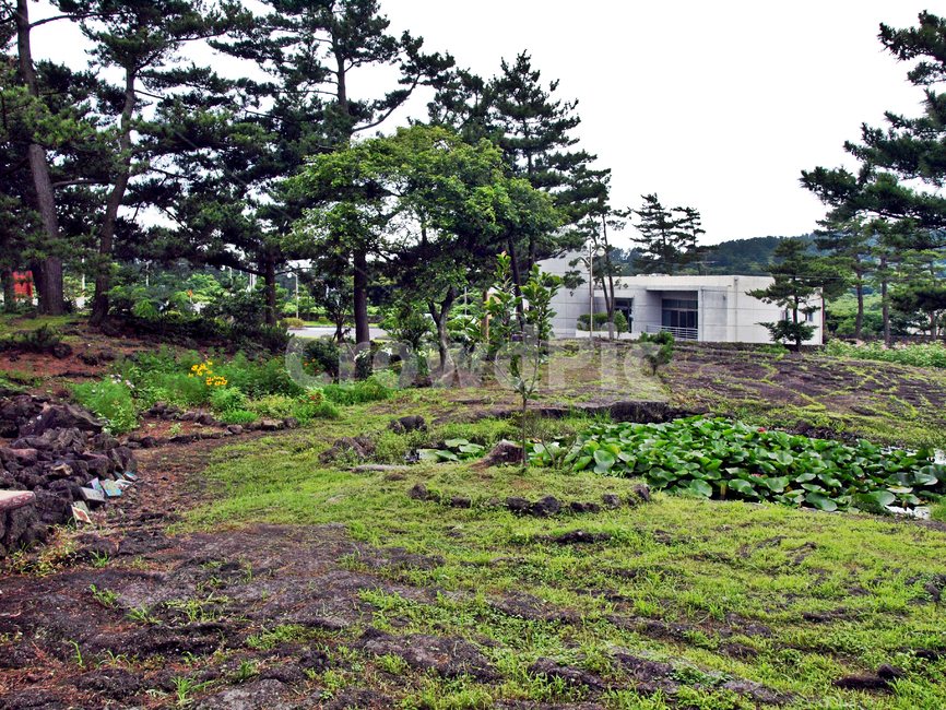 너븐숭이43기념관,조천읍,제주,올레19코스,올레길,43사건,추모관,제주도,jeju,jeju island,tree,나무,plant,식물,ground,바닥,outdoors,옥외,nature,자연