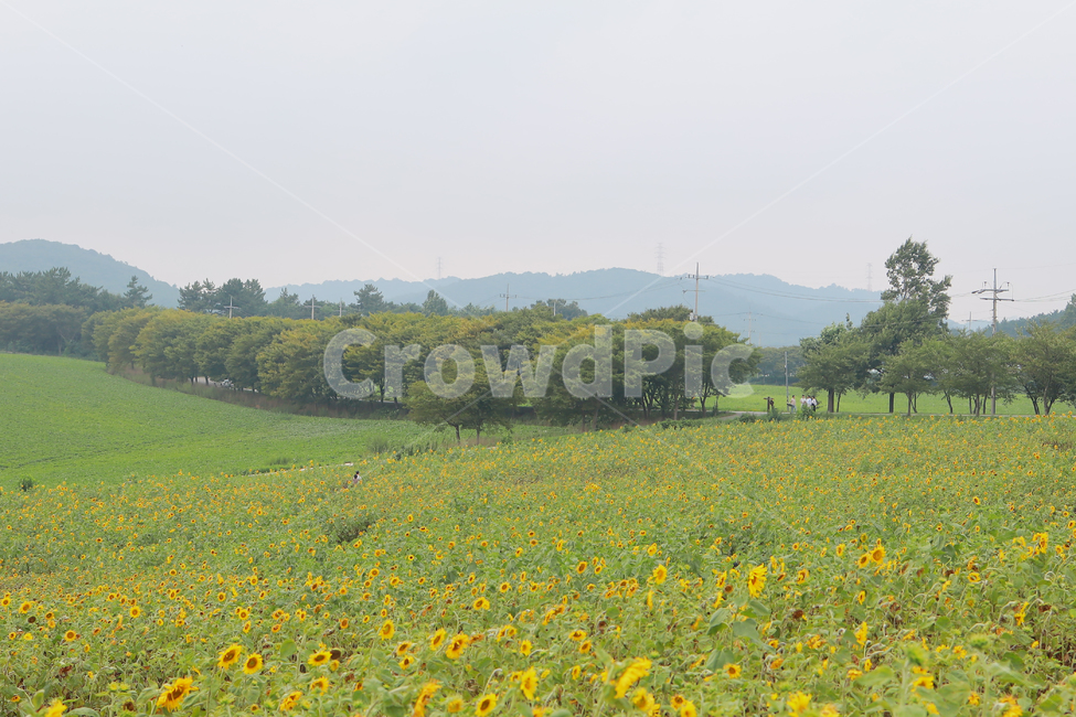해바라기,꽃,여름,감성,색감,계절,추억,sun,flower,plant,color