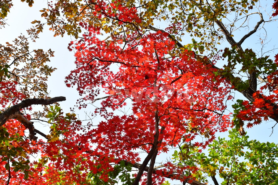 가을,단풍,자연,풍경,북한산,잎,단풍잎,붉은,나무,계절,계곡,숲,힐링,plant,fall,autumn,season,forestnature,landscape,한국자연풍경,한국자연경관,korea,tree,maple,leaf,가을,계절,fall,autumn,season,자연,풍경,nature,landscape,식물,plants,나무,trees,wood