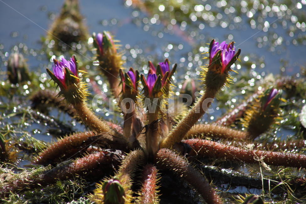 개연,가시연,철남성,칠남성,euryale,가시연꽃,식물,자연,plants,nature,꽃,flower