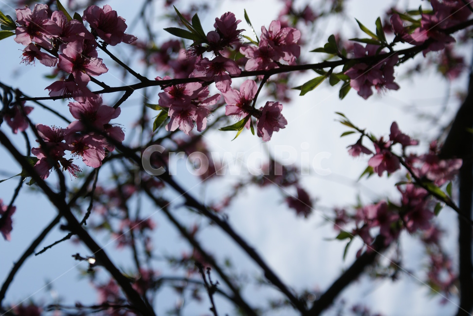 봄,봄꽃,꽃,벚꽃,cherryblossoms,봄,계절,spring,season,식물,자연,plants,nature,꽃,flower,plant,blossom,cherry blossom