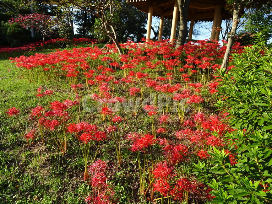 꽃,꽃무릇,상사화,산,봉대산,백일홍,빨강,분홍,식물,자연,plants,nature,꽃,flower