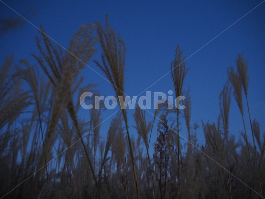 식물,가을,갈대,저녁,plant,autumn,reed,night,가을,계절,fall,autumn,season,식물,자연,plants,nature,grass,잔디,lawn