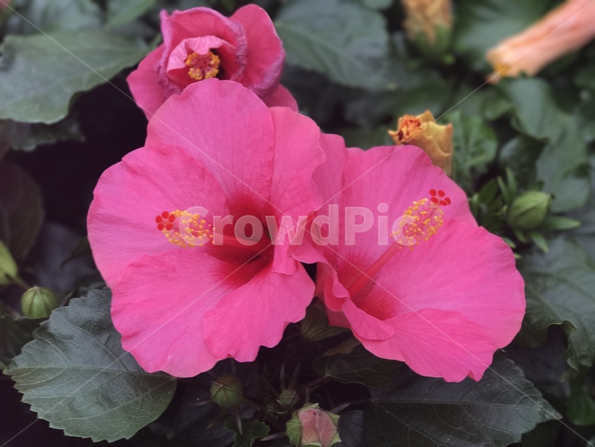 꽃,히비스커스,무궁화,봄꽃,hibiscus,감성,식물,자연,plants,nature,꽃,flower