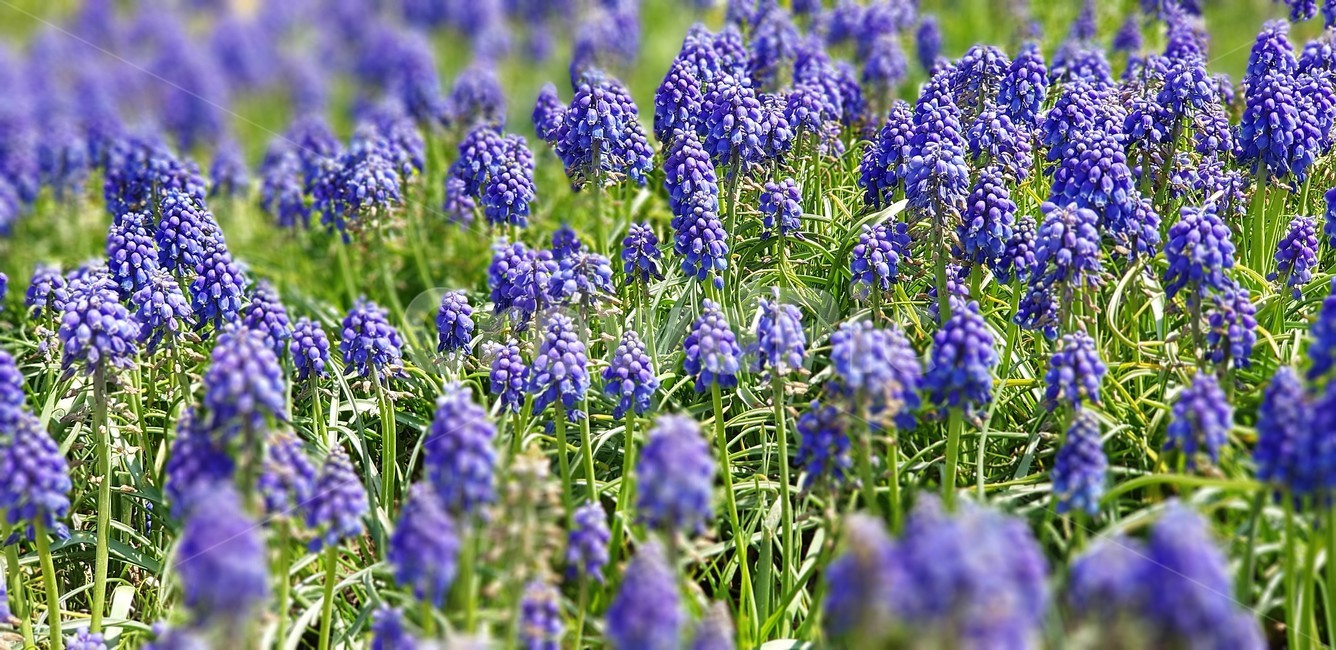 꽃,자연,식물,flower,nature,그린,green,무스카리,보라색,violet,식물,자연,plants,nature,꽃,flower
