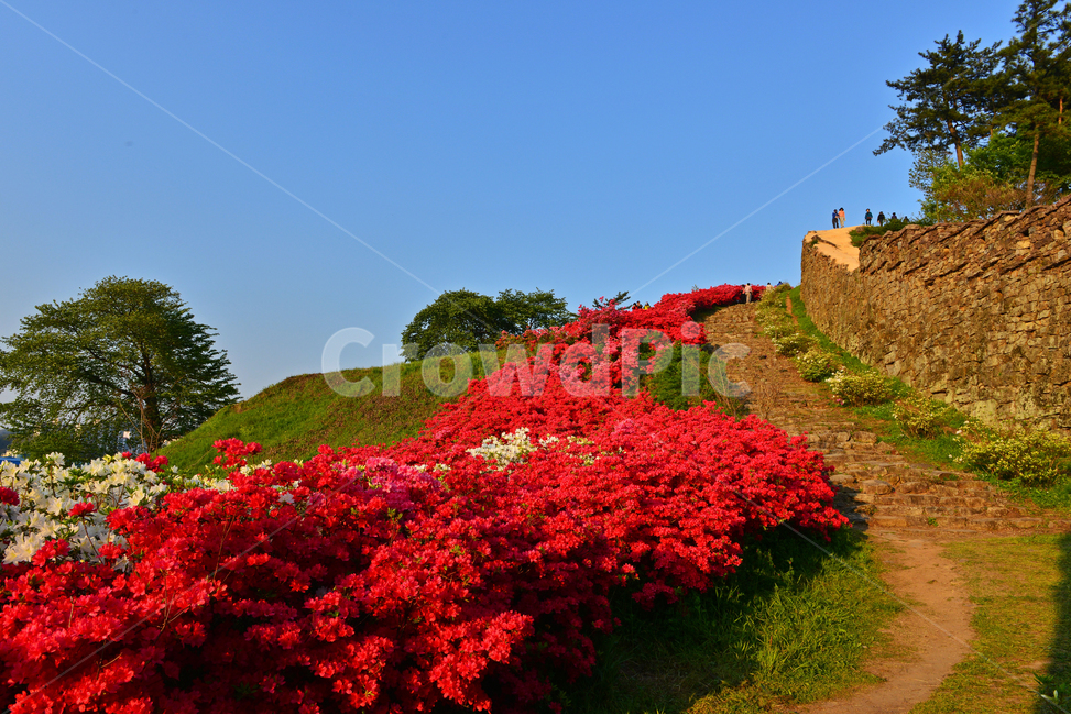 전북,고창,고창읍성,모양성,모양성봄,철뚝,철쭉꽃,봄,계절,outdoors,scenery,풍경,nature,자연