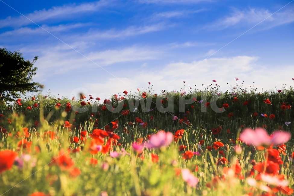 꽃,하늘,나무,자연,하늘공원,자연,풍경,nature,landscape,식물,plants,꽃,flower,plant