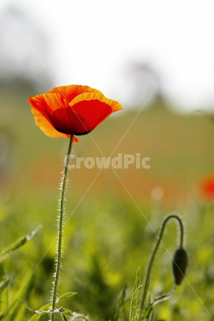 plant,식물,꽃,flower,양귀비,식물,자연,plants,nature,꽃,flower