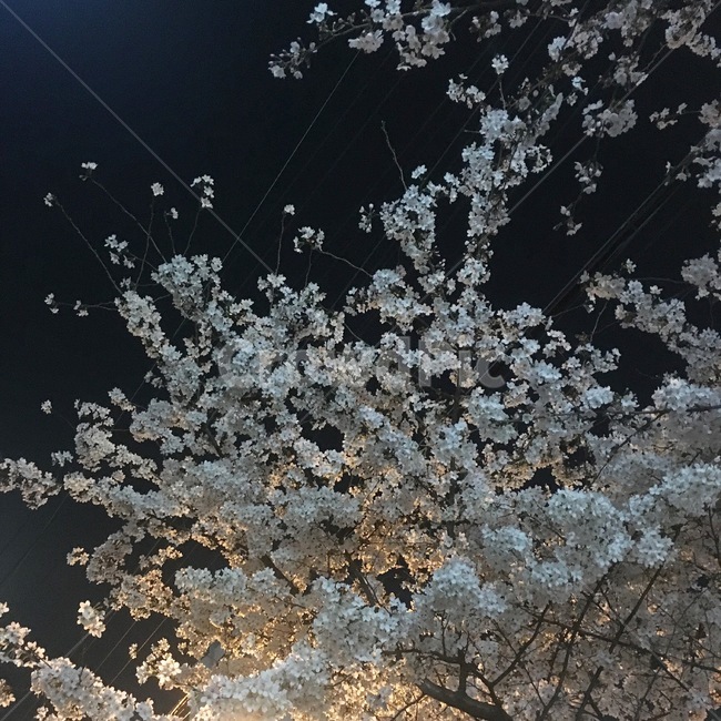 벚꽃,나무,감성,벚꽃엔딩,밤,밤벚꽃,cherryblossom,tree,식물,자연,plants,nature,꽃,flower