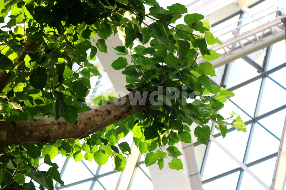 barley tree,hardwood,Indian barley tree,plant,tree,Moraceae,Botanical garden