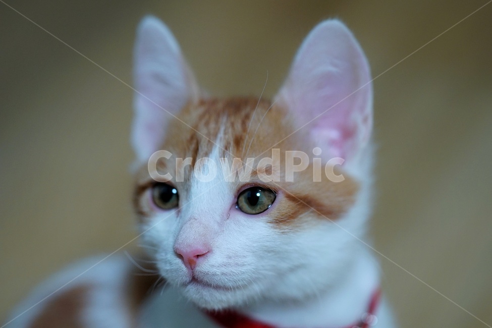 고양이,초롱초롱,눈빛,귀워운,아기,동물,animal,포유류,mammal,고양이,cat,kitten,kitty