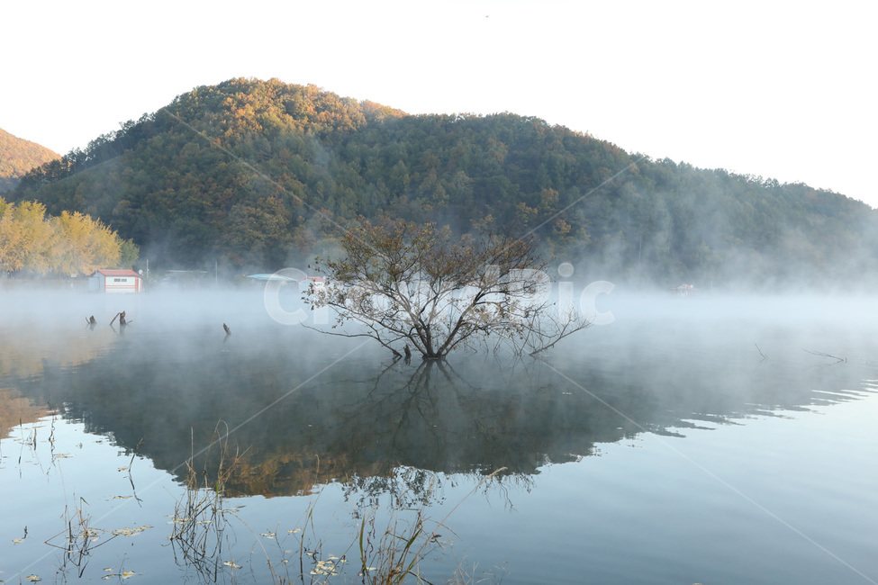 안개,단풍,물,그림자,나무,가을,계절,fall,autumn,season,자연,풍경,nature,landscape,weather,날씨,outdoors,옥외,fog,mist