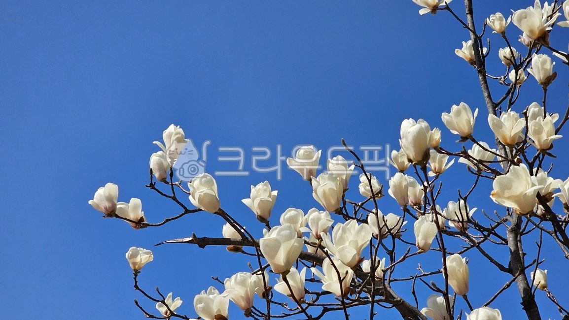 목련,목련꽃,나무꽃,봄꽃,봄,계절,식물,nature,자연,옥외,sky,하늘,꽃잎,spring,season