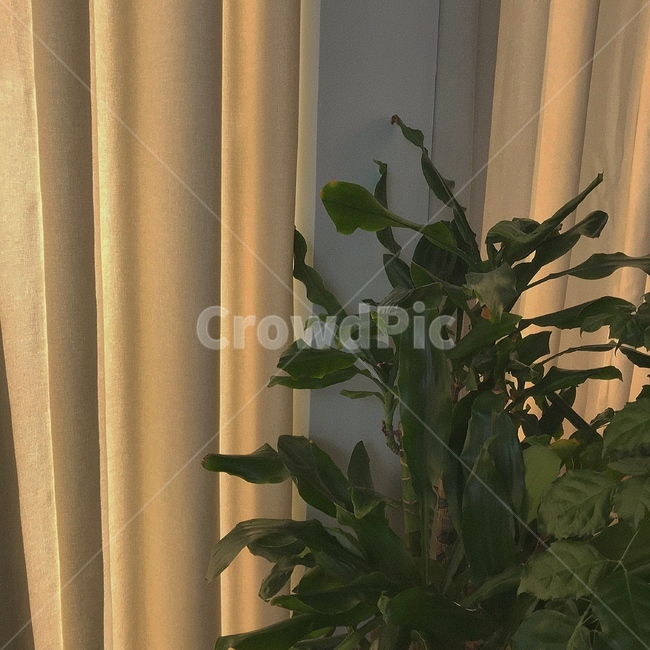 커텐,화분,풀,화초,잎,초록,식물,자연,plants,nature