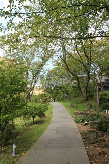식물,tree,나무,옥외,outdoors,plant,통로,path