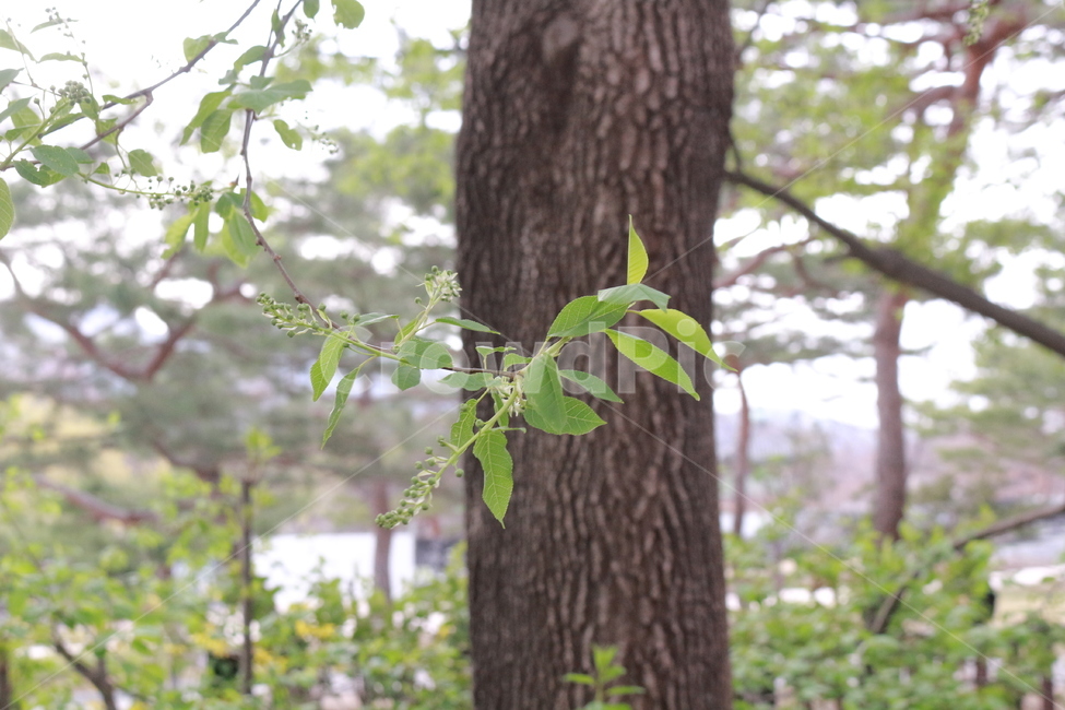 나무,기룽나무,초록,푸른,산,식물,자연,plants,nature