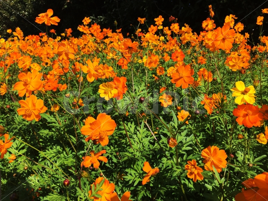 꽃,노랑,주황,꽃구경,맑음,식물,자연,plants,nature,꽃,flower