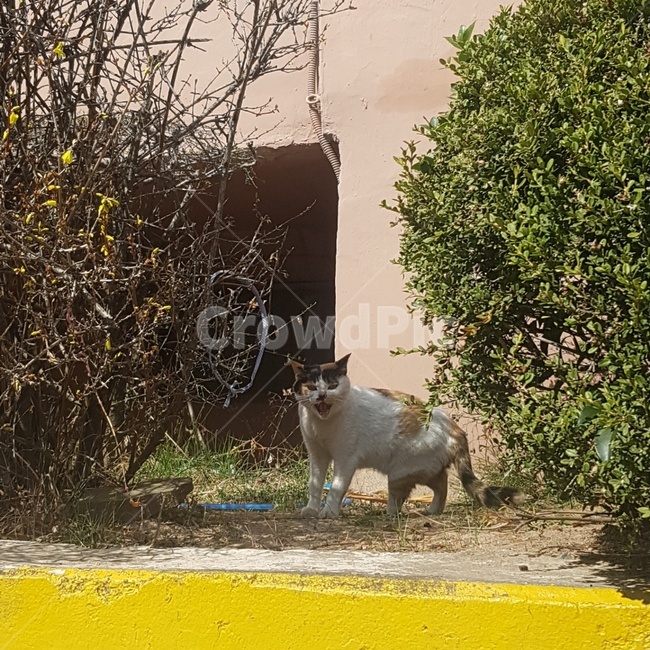 고양이,동물,화남,길고양이,cat,angry,나무,애완동물,animal,동물,animal,포유류,mammal,고양이,cat,kitten,kitty