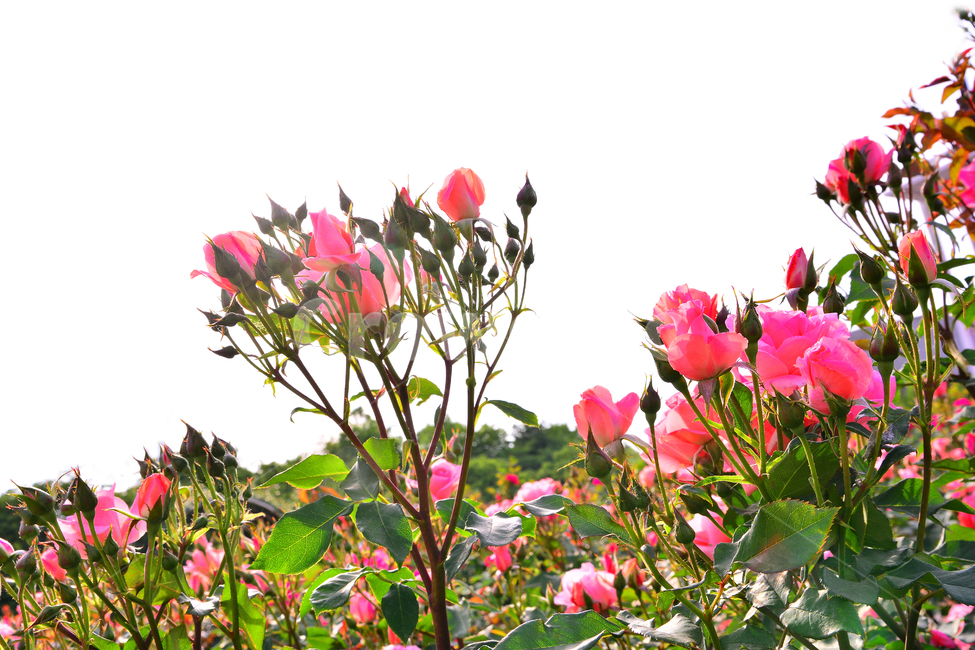 장미,장미꽃,로즈,꽃,아름다움,예쁜,플라워,데코레이션,꽃송이,꽃잎,feeling,rose,flowers,5월,계절의여왕,가시,가든,정원,앞뜰,장미원,장미축제,BEAUTIFUL,plant,garden,핑크색장미,분홍장미,pink,꽃밭,수많은,식물,자연,plants,nature,꽃,flower,휴식,힐링,rest,relaxation,healing