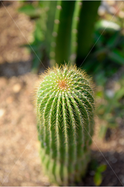 식물,선인장,자연,온실,cactus,nature,가시,녹색,plants,열대식물,식물,자연,plants,nature