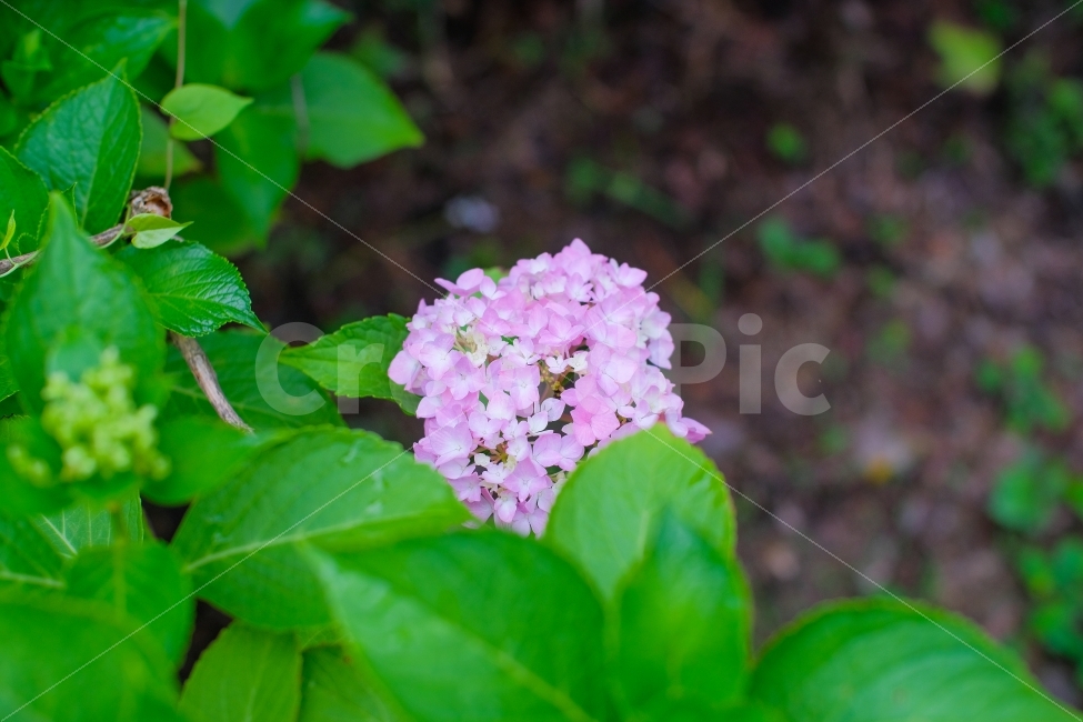 수국,자연,꽃,flower,감성,초여름,장마,식물,자연,plants,nature,꽃,flower