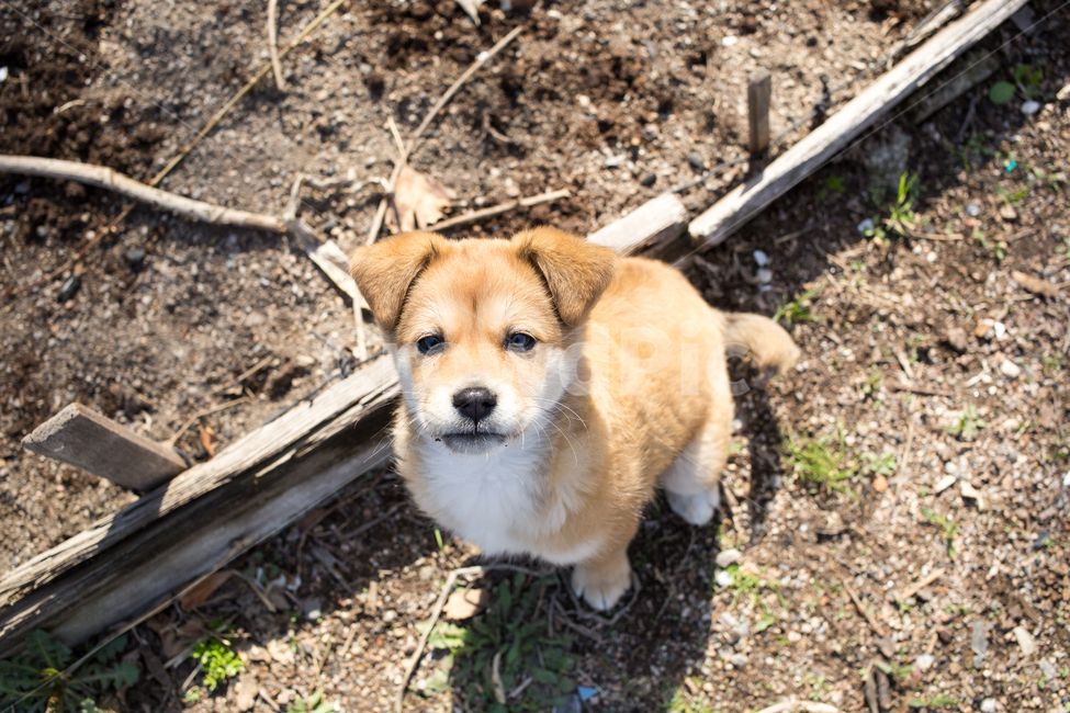 강아지,개,동물,dog,animal,포유류,pet,동물,animal,포유류,mammal,개,강아지,dog,doggy
