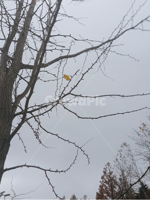 겨울,은행나무,마지막잎새,흐림,나무가지,식물,자연,plants,nature,나무,trees,wood