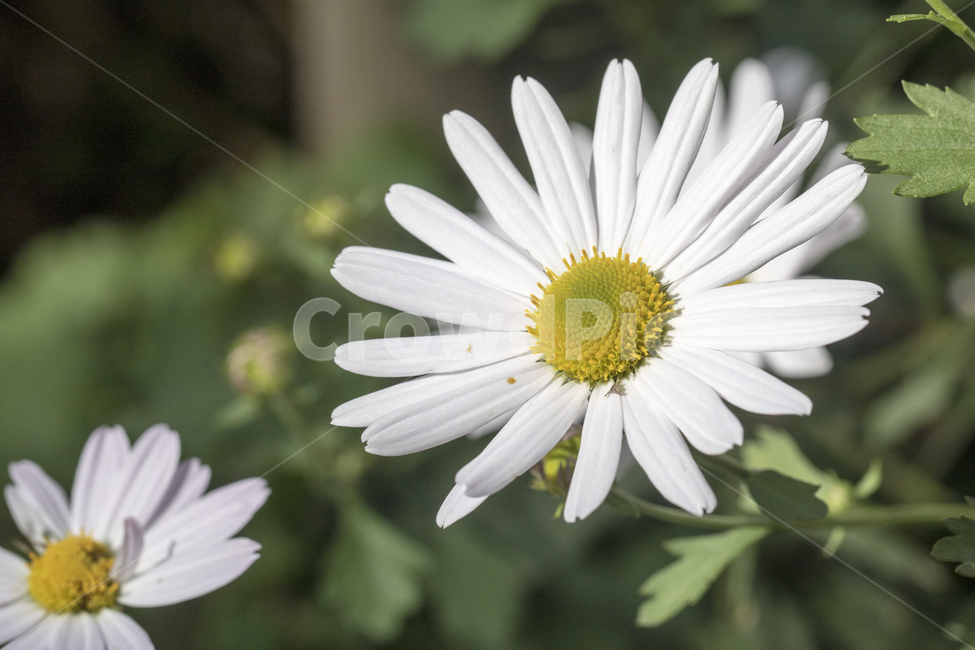 국화,구절초,꽃,꽃밭,식물,자연,가을,클로즈업,접사,식물,자연,plants,nature,꽃,flower