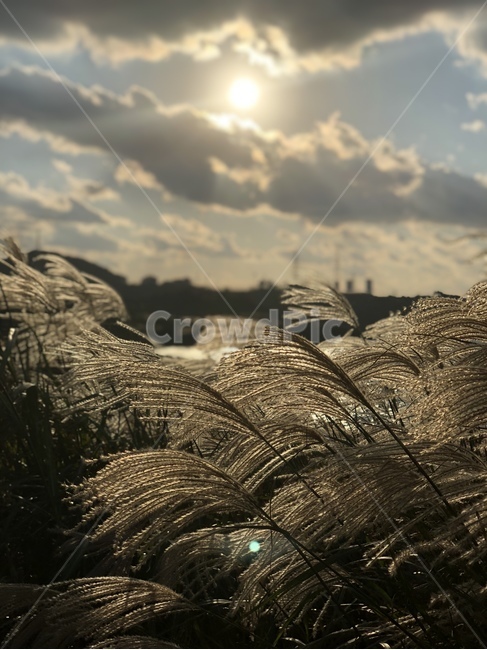 plant,식물,grass,lawn,잔디,갈대,reed,하늘,sky,풍경,제주도
