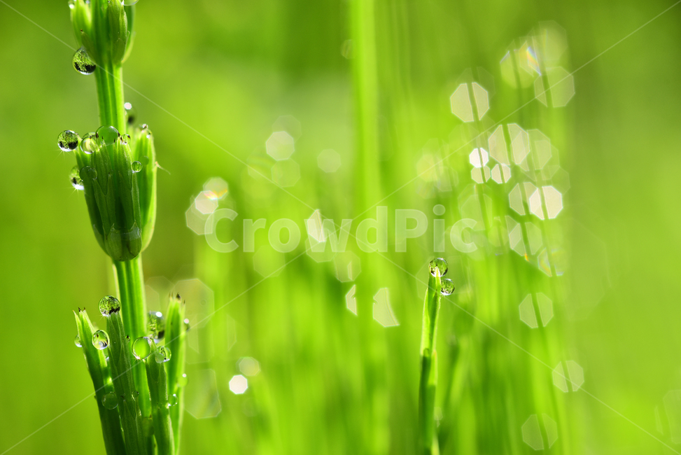 이슬,아침이슬,봄,이슬방울,보케,수분,투명한,새싹,맺히다,빛망울,플레어,flare,bokeh,dew,dewdrop,green,초록,plant,식물,녹색,환경,배경,바탕,백그라운드,background,싱그러운,작은물방울,프레시,fresh,신선한,droplet