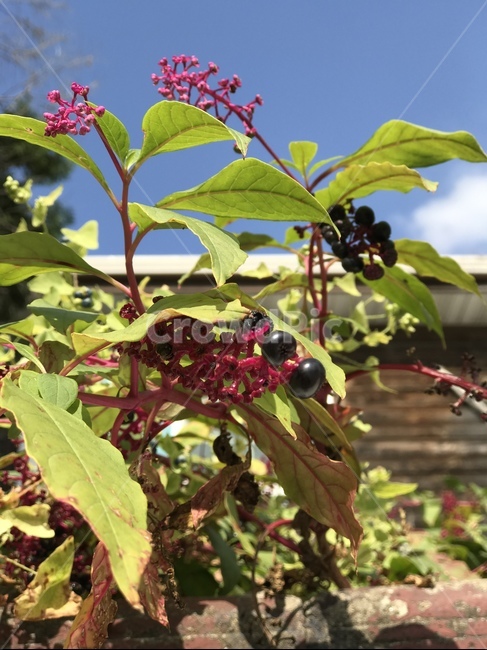 plant,식물,과일,자연,열매,식물,자연,plants,nature,과일,열매,fruit