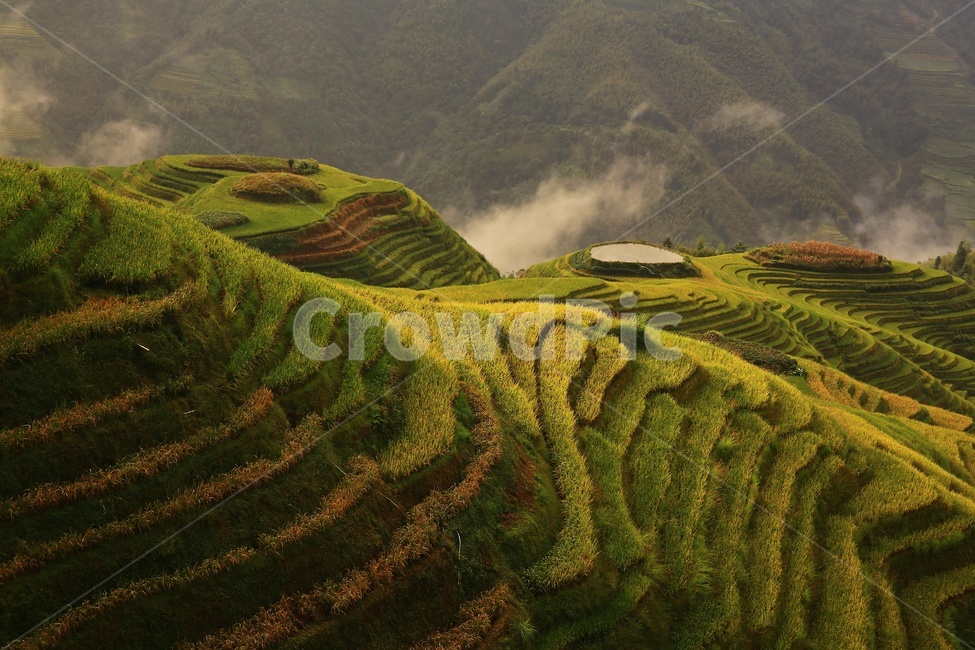 nature,자연,outdoors,옥외,countryside,field,들,hill,언덕,중국,계림,용척,용척다랭이논,다랭이논,다락논,농업,농경지,경작,농사,중국비경,경치,경관,풍경,운해,용척제전아침