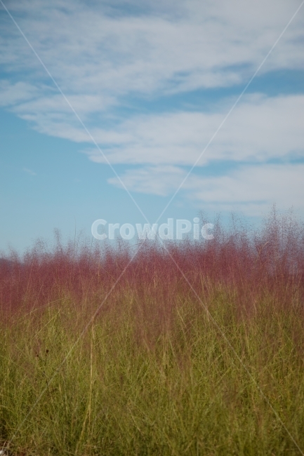 양주,핑크뮬리,수채화,그라데이션,파스텔,가을,계절,fall,autumn,season,자연,풍경,nature,landscape