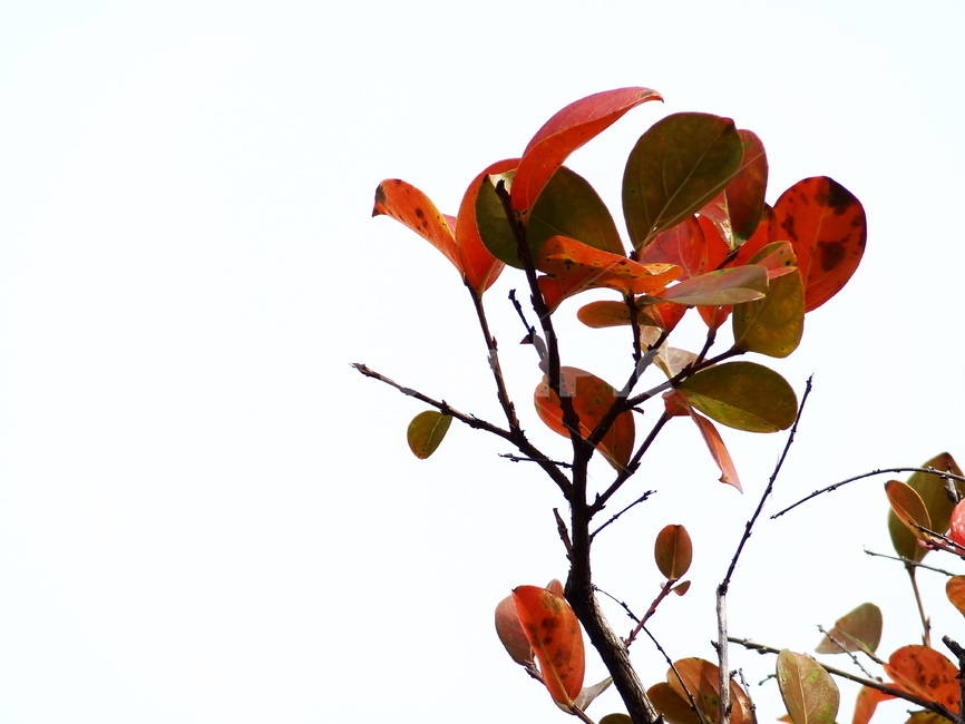 leaf,잎,plant,가을,붉은색,단풍,나뭇가지,나무,수목,tree,branch,autumn,가을,계절,fall,autumn,season,식물