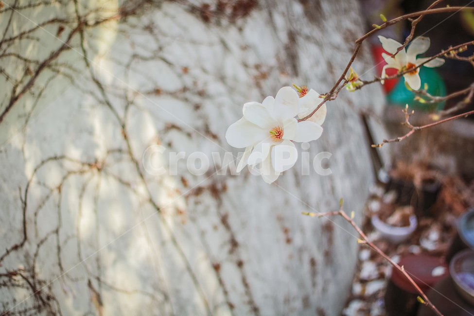 목련,봄,따뜻한,감성,꽃,감성사진,목련꽃,magnolia,spring,4월,따뜻함,flower,빛,봄,계절,spring,season,식물,자연,plants,nature,꽃,flower,감성,sensible,feeling,plant