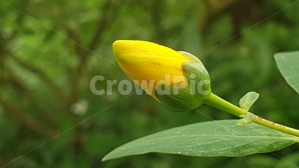 꽃봉오리,노란꽃,자연,여름꽃,한송이,식물,자연,plants,nature,꽃,flower