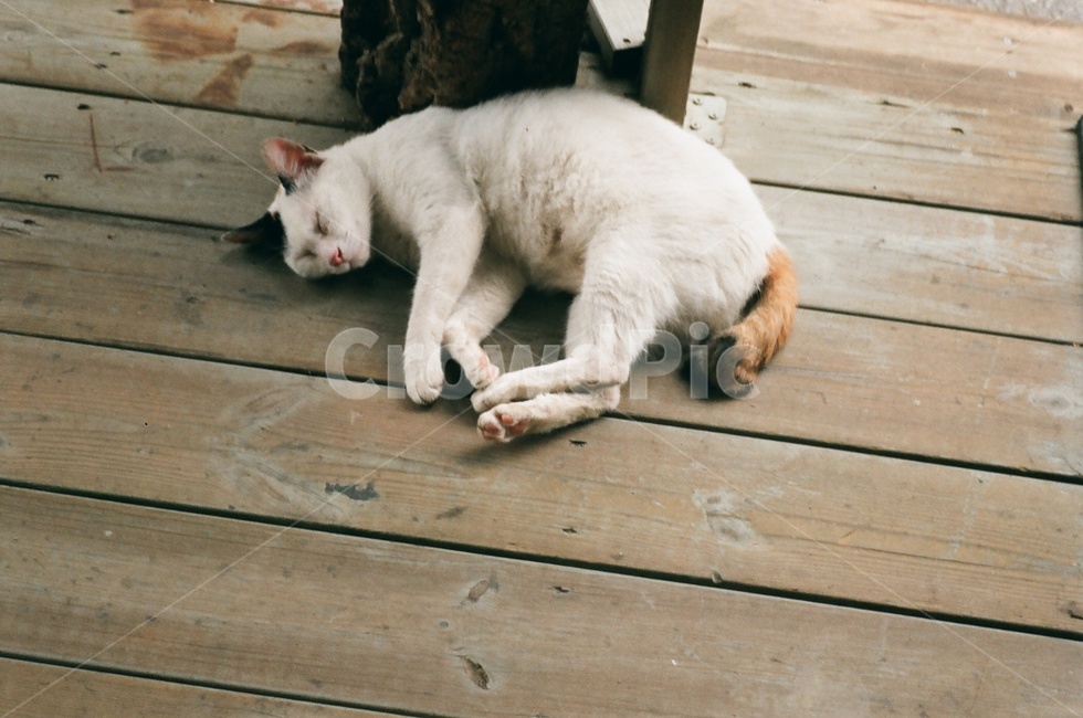 고양이,낮잠,cat,sleep,필름사진,film,삼색고양이,동물,animal,포유류,mammal,고양이,cat,kitten,kitty