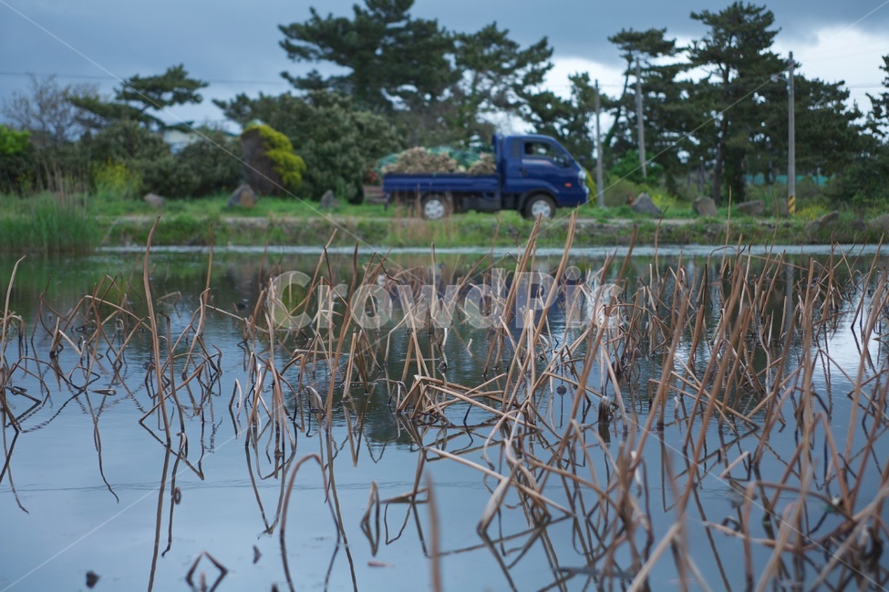 습지,연밭,반사,트럭,풍경,연밥,자연,풍경,nature,landscape,outdoors,옥외,land,땅,water,물,truck,vehicle,차량,transportation,교통