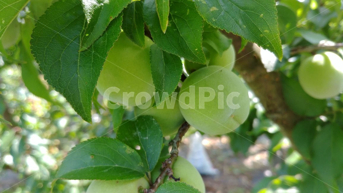 plant,식물,produce,생산액,food,음식,fruit,과일,매실,자연,과일,열매,fruit