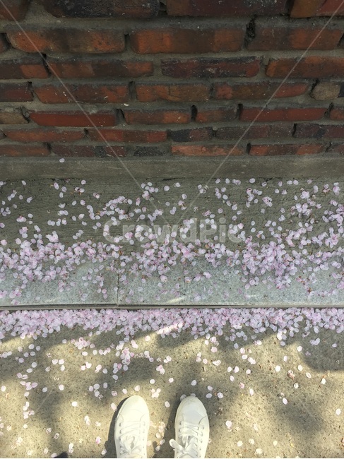 벽돌,꽃잎,벚꽃,봄,신발,spring,봄,계절,spring,season,nature,자연,hail,빗발