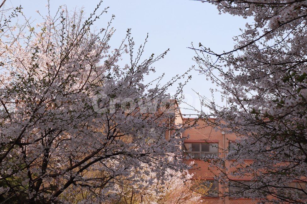 벚꽃,학교,cherryblossom,school,봄,spring,plant,식물,flower,꽃