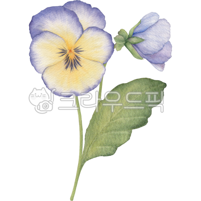 Pansy,flower,pansy flower,pansy elements,pansy flower source,pansy resource,pansy design,flower drawing,pansy flower drawing,flower illustration,pansy illustration,pansy watercolor,flower watercolor,pansy flower drawing,flower drawing,pansy